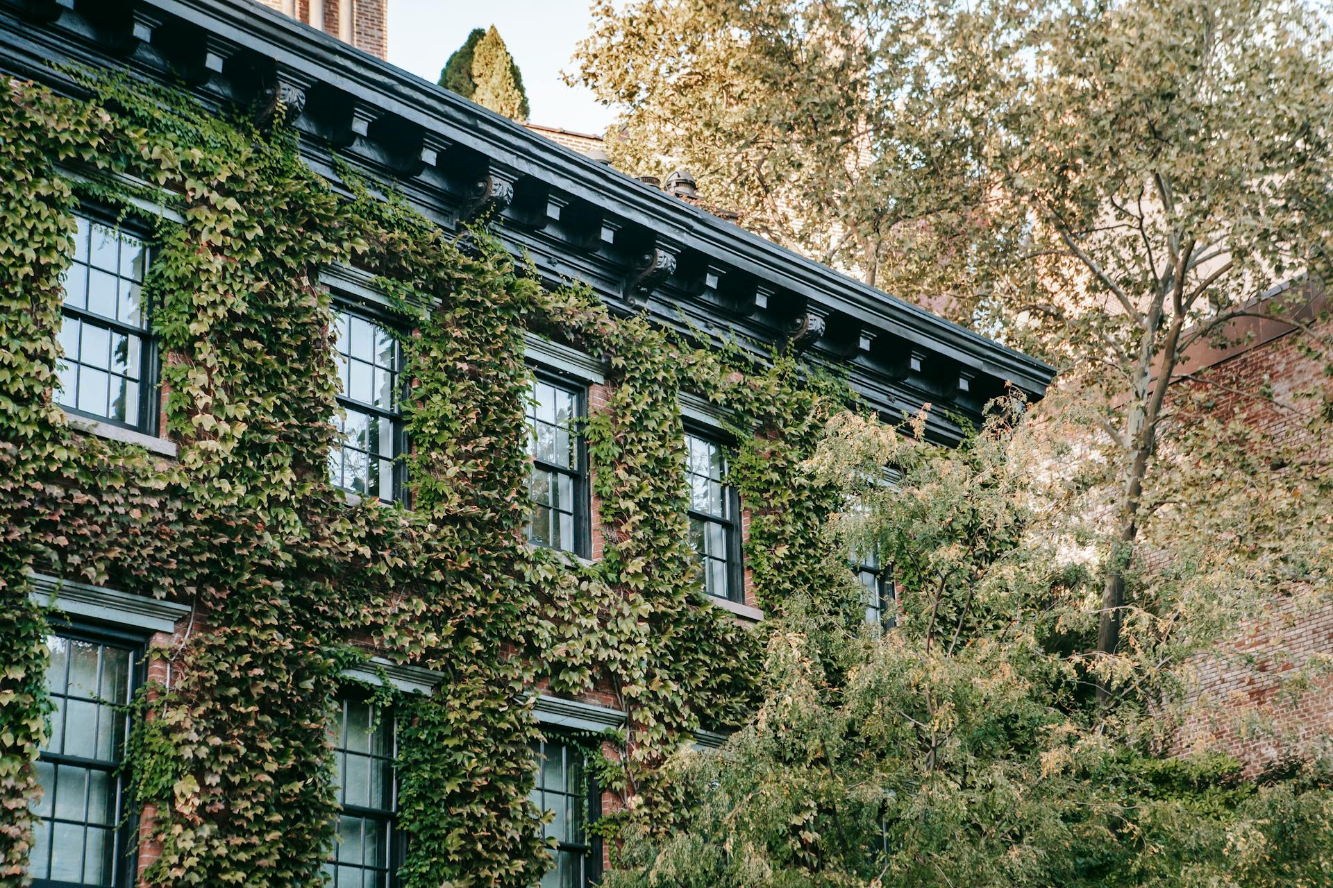 Exterior of old house with windows and green climbing plants in city in daytime