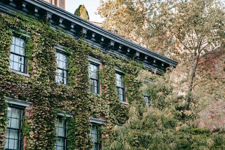 Overgrown Residential Building Facade With Windows