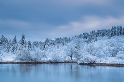Kostenloses Stock Foto zu bäume, gefroren, jahreszeit