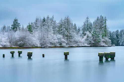 Fotobanka s bezplatnými fotkami na tému ihličnatých stromov, jazero, mrazivé počasie