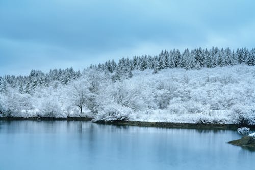 Foto profissional grátis de clima, congelado, inverno