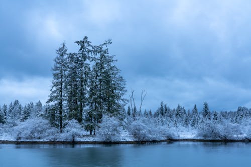 Foto profissional grátis de árvores, clima, congelado