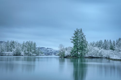 Foto profissional grátis de árvores, clima, congelado