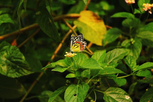 Бабочка на зеленом листе