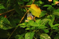 一只充满活力的蝴蝶优雅地栖息在绿叶上，四周环绕着郁郁葱葱的树叶