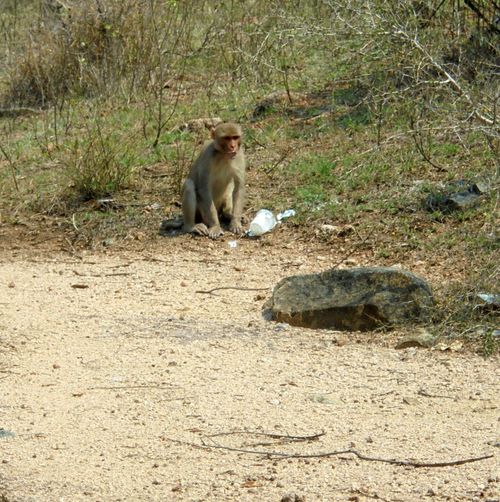 Free stock photo of curd, drinking, monkey Stock Photo