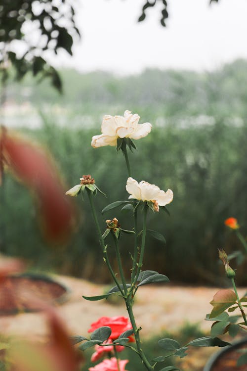 Kostenloses Stock Foto zu blumenphotographie, blütenstaub, flora
