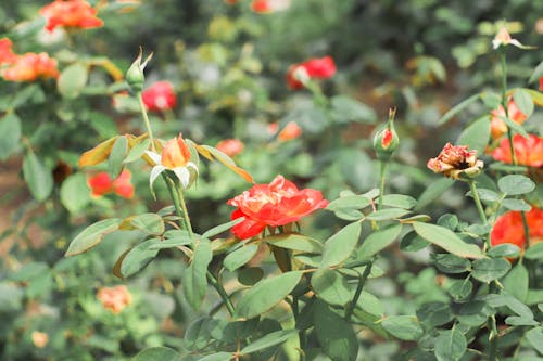 Kostenloses Stock Foto zu blumenphotographie, blütenstaub, flora