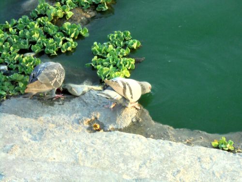 Free stock photo of bird, drinking water, pigeon Stock Photo