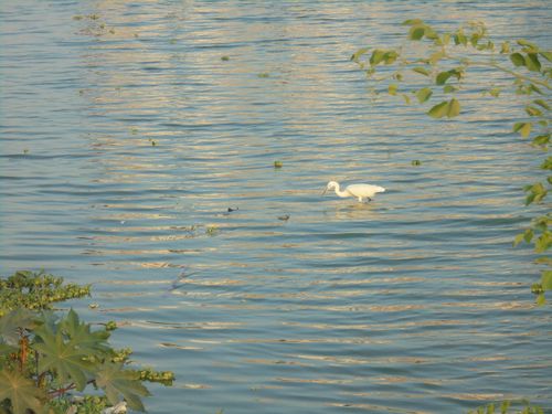 Free stock photo of above water, crane bird Stock Photo