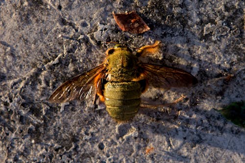 Kostenloses Stock Foto zu behaart, biene, fliegendes insekt