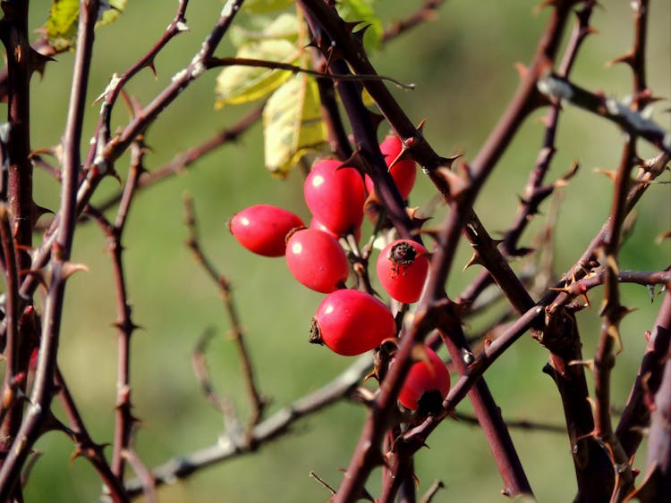 Red Round Fruits On Thorny Tree Branches