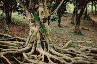 Scenery with Old Tree