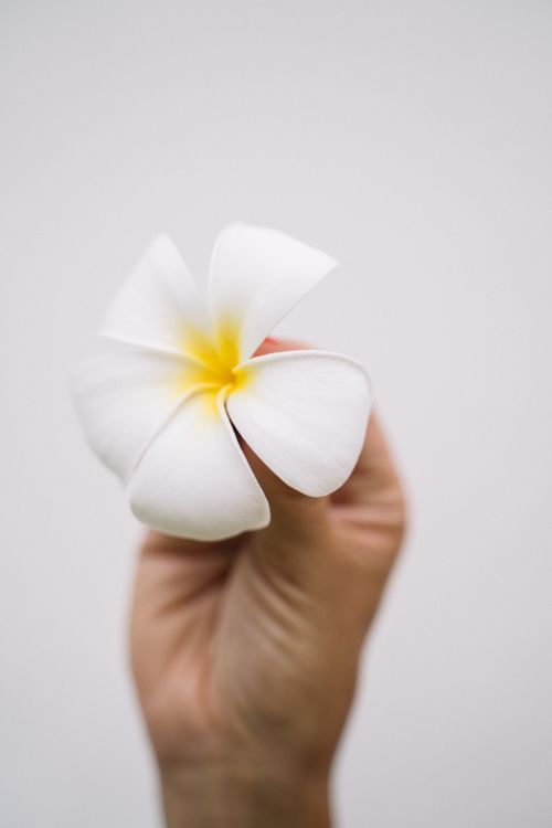 Free Delicate white frangipani flower held in hand, emphasizing its soft petals against a plain backdrop. Stock Photo