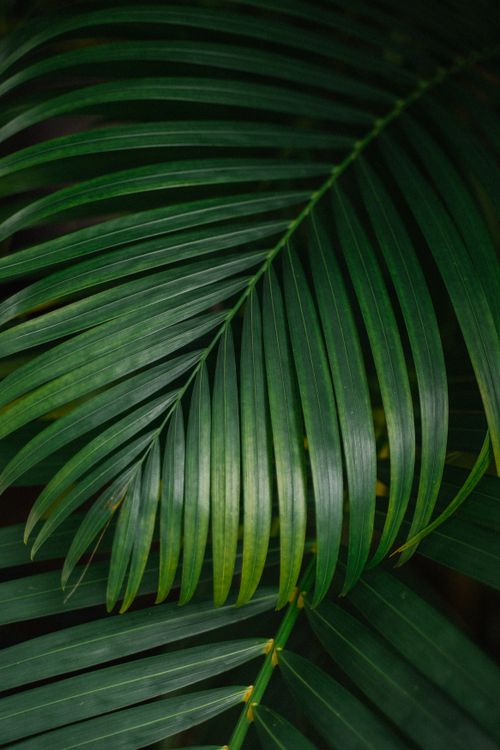 Free Detailed close-up of lush tropical palm leaves showcasing their vibrant green texture. Stock Photo