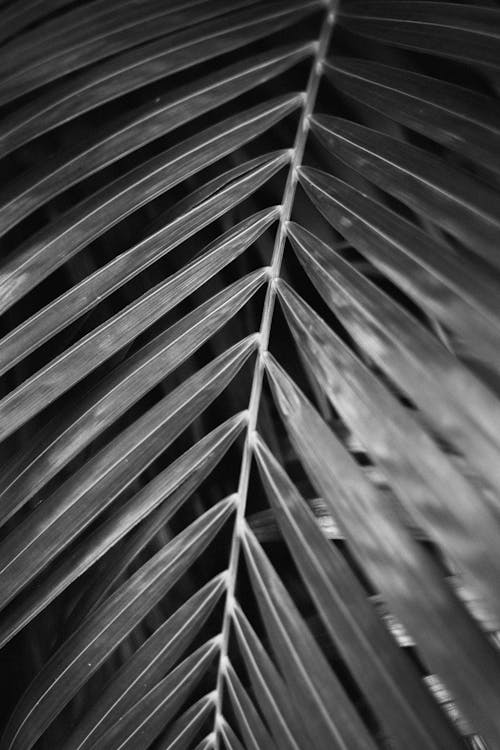 Grayscale Photo of Palm Leaves