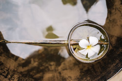 Free Fallen White Flower on Water Stock Photo