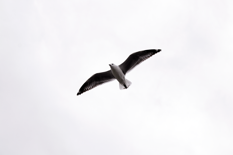 A seagull soaring through the sky in a black and white photograph, showcasing its wings spread wide.