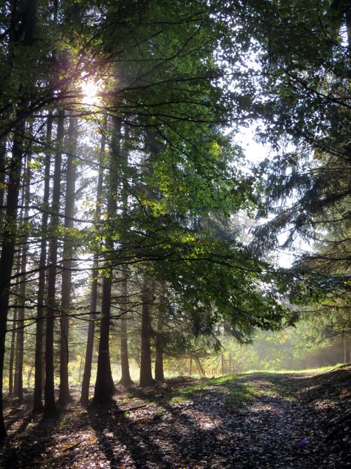 Free A tranquil forest scene with sunlight filtering through the lush canopy. Stock Photo
