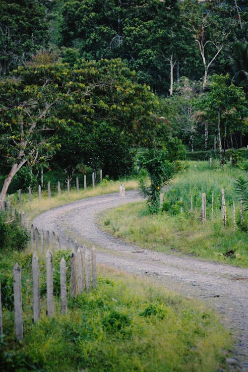 Foto profissional grátis de árvores, estrada, estrada não pavimentada