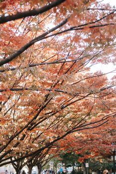 From below of maple tree with red leaves growing on city street on sunny autumn day