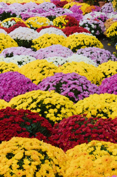 Free Colorful chrysanthemum blooms in full bloom at a garden in Marseille, France. Stock Photo