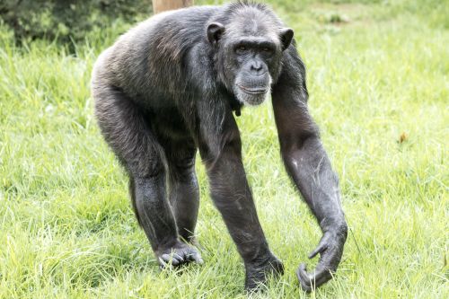 Free A chimpanzee walking through the grass in its natural habitat, showcasing wildlife behavior. Stock Photo