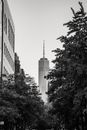Black and white of view through foliage of trees growing on street on One World Trade Center placed in Lower Manhattan in America