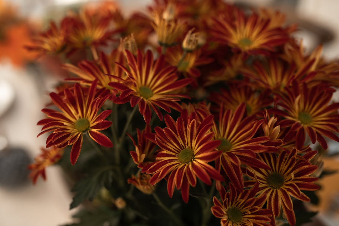 Free Orange and Yellow Flowers in Tilt Shift Lens Stock Photo