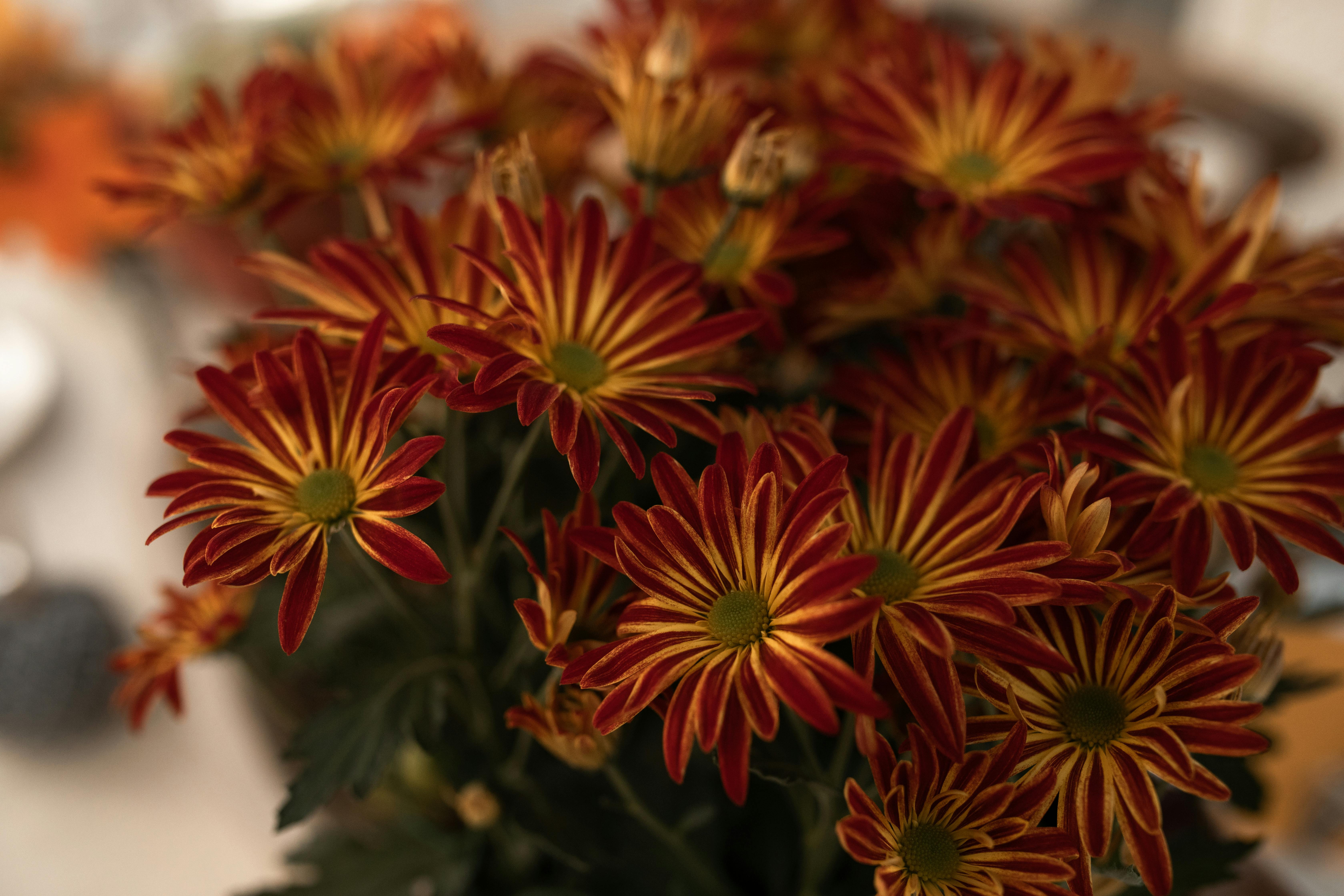 Fall Flowers Photos, Download The BEST Free Fall Flowers Stock Photos & HD Images