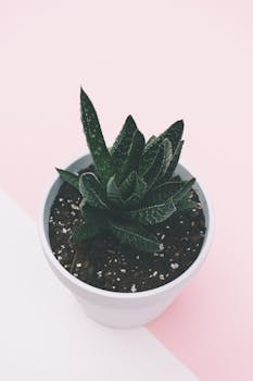 粉红色背景上，特写展示了一盆多肉植物，呈现极简主义装饰风格
