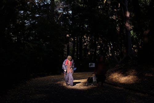 Základová fotografie zdarma na téma chůze, krajina, les