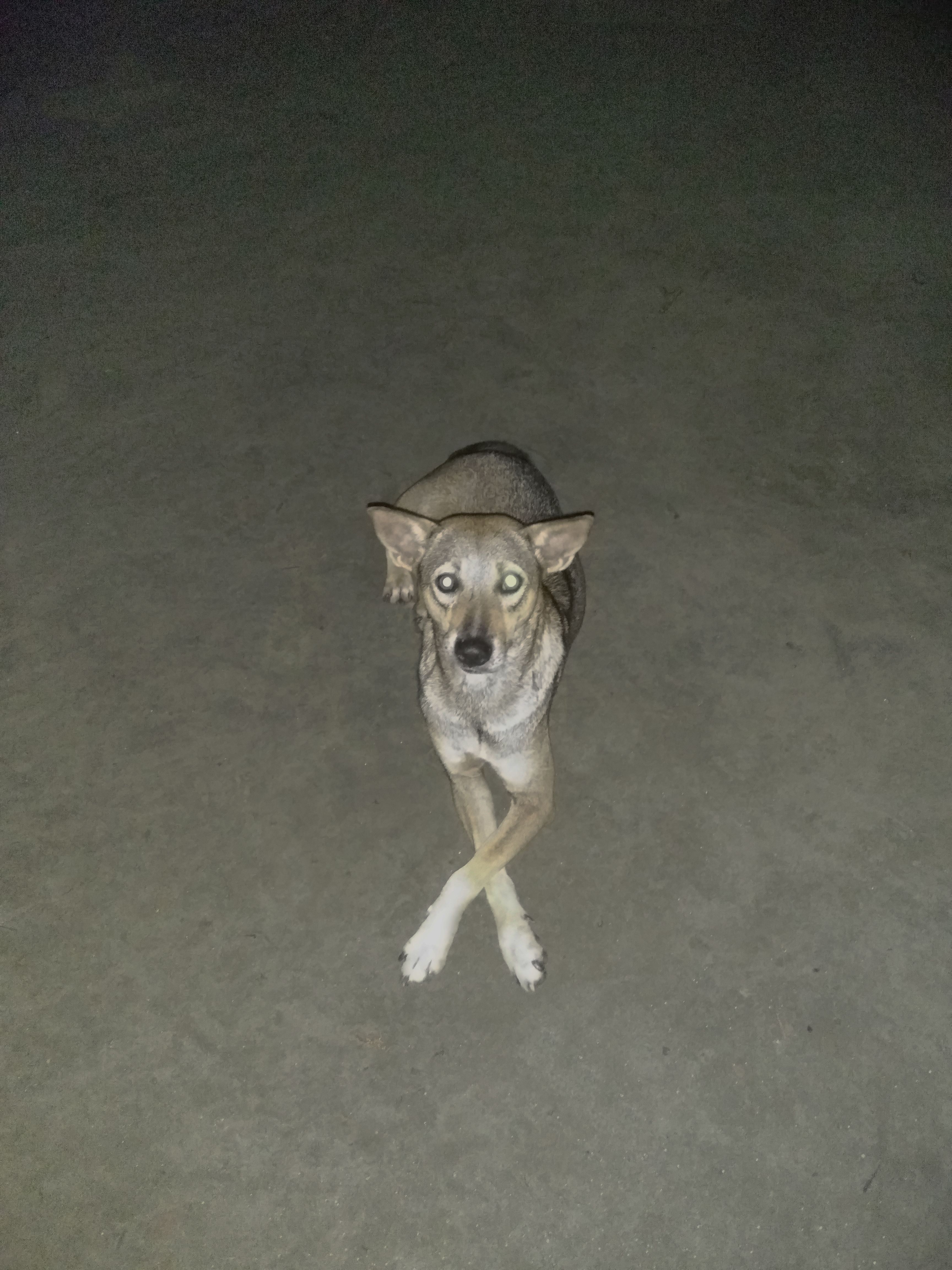 かわいい動物 犬の無料の写真素材
