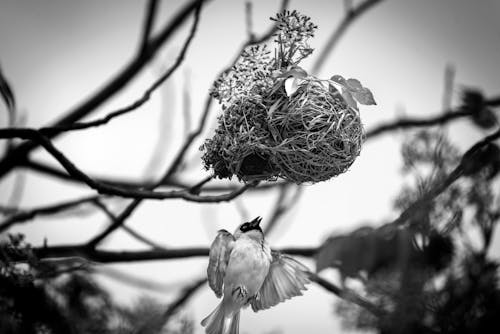 Grayscale Photo of Bird on Nest