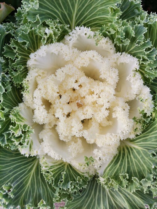 Free Ornamental Kale Flower in Close Up Photography Stock Photo