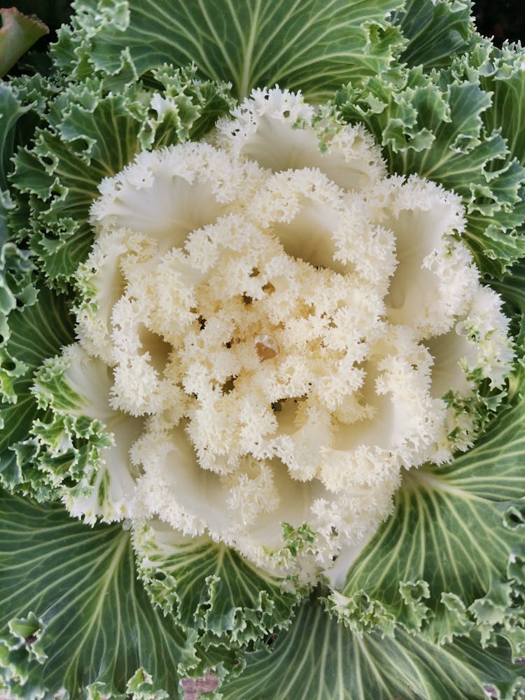 Ornamental Kale Flower In Close Up Photography