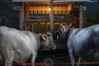 Gray Cow and Brown Cow Near a Wooden Carriage