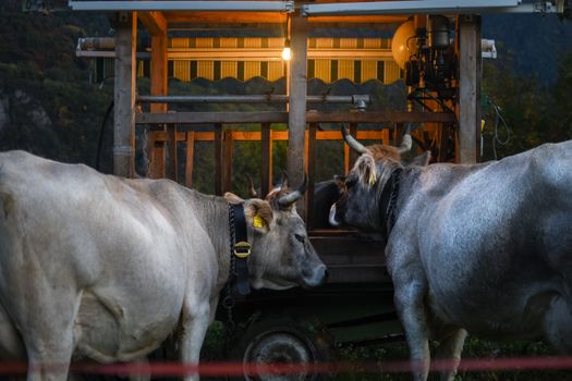 Gray Cow and Brown Cow Near a Wooden Carriage