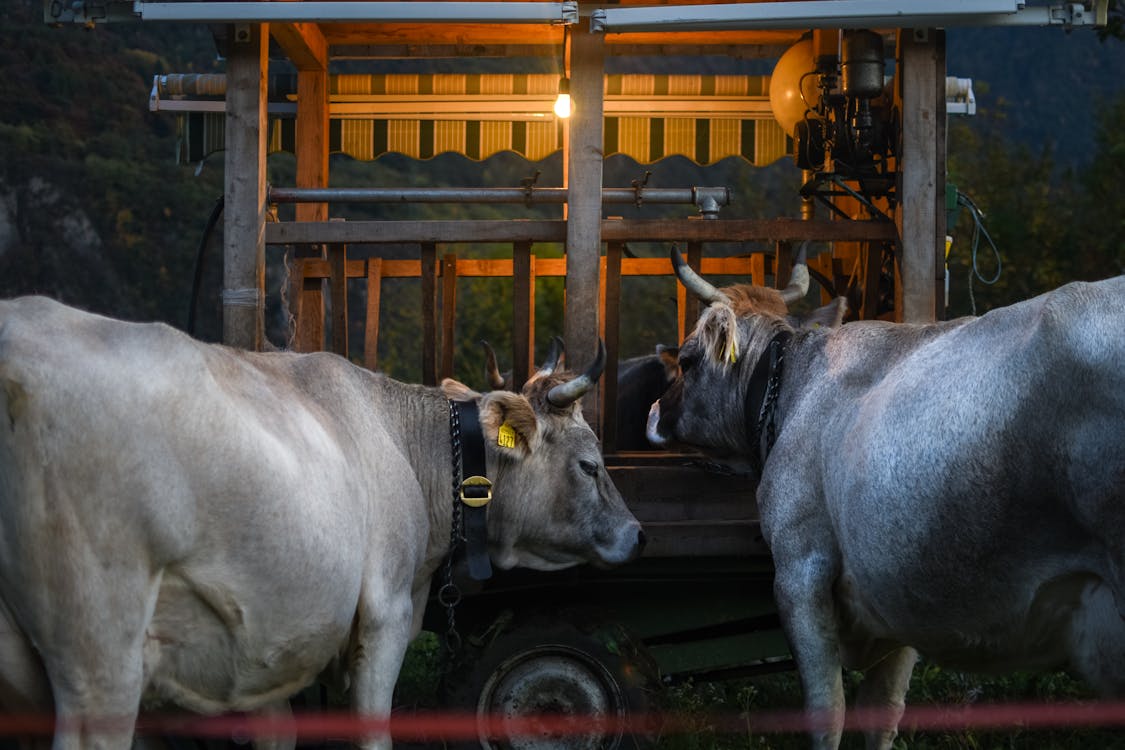 Free Gray Cow and Brown Cow Near a Wooden Carriage Stock Photo