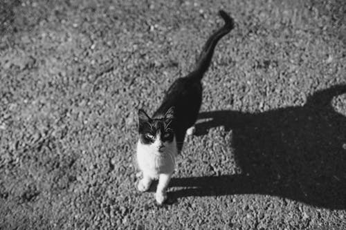 グレースケール, ネコ, ペットの無料の写真素材