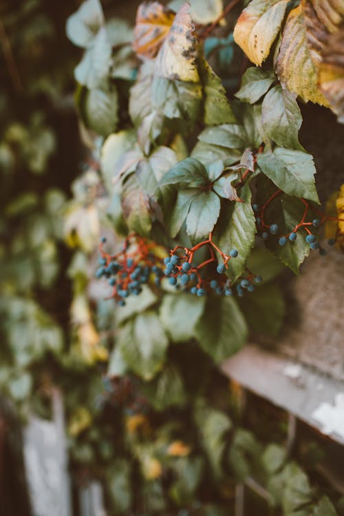 Close-up of a Virginia Creeper 