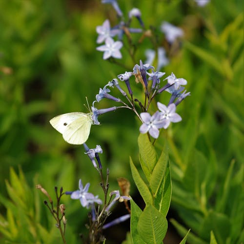 White Butterfly Perched on Blue Flower in Close Up Photography