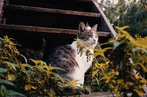 Základová fotografie zdarma na téma domácí mazlíček, domácí zvíře, dřevěný