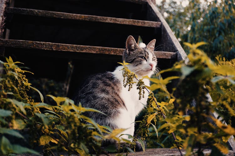 Cat Sitting On Wooden Steps