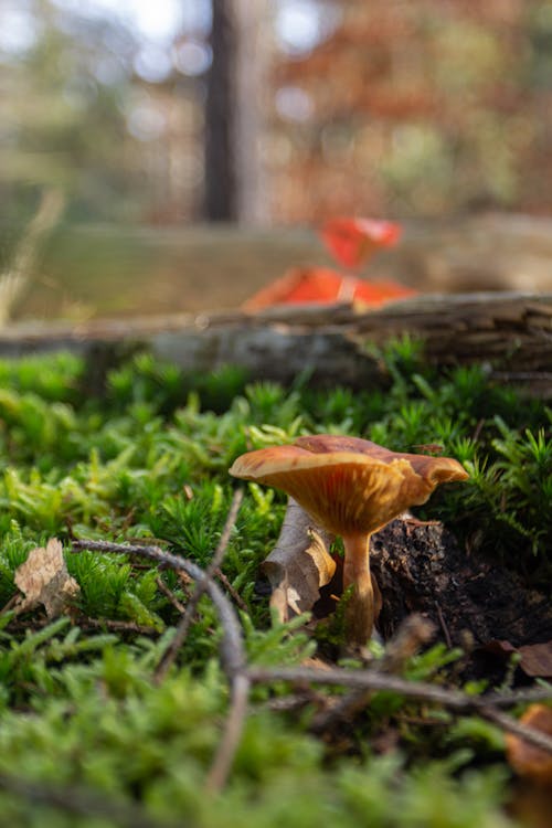 Mushroom in a Forest 