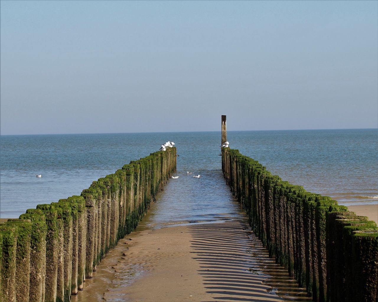 serene view of terschelling beach with wooden groynes and seagulls in