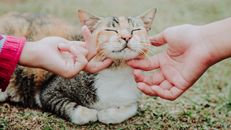 Person Holding Brown Tabby Cat