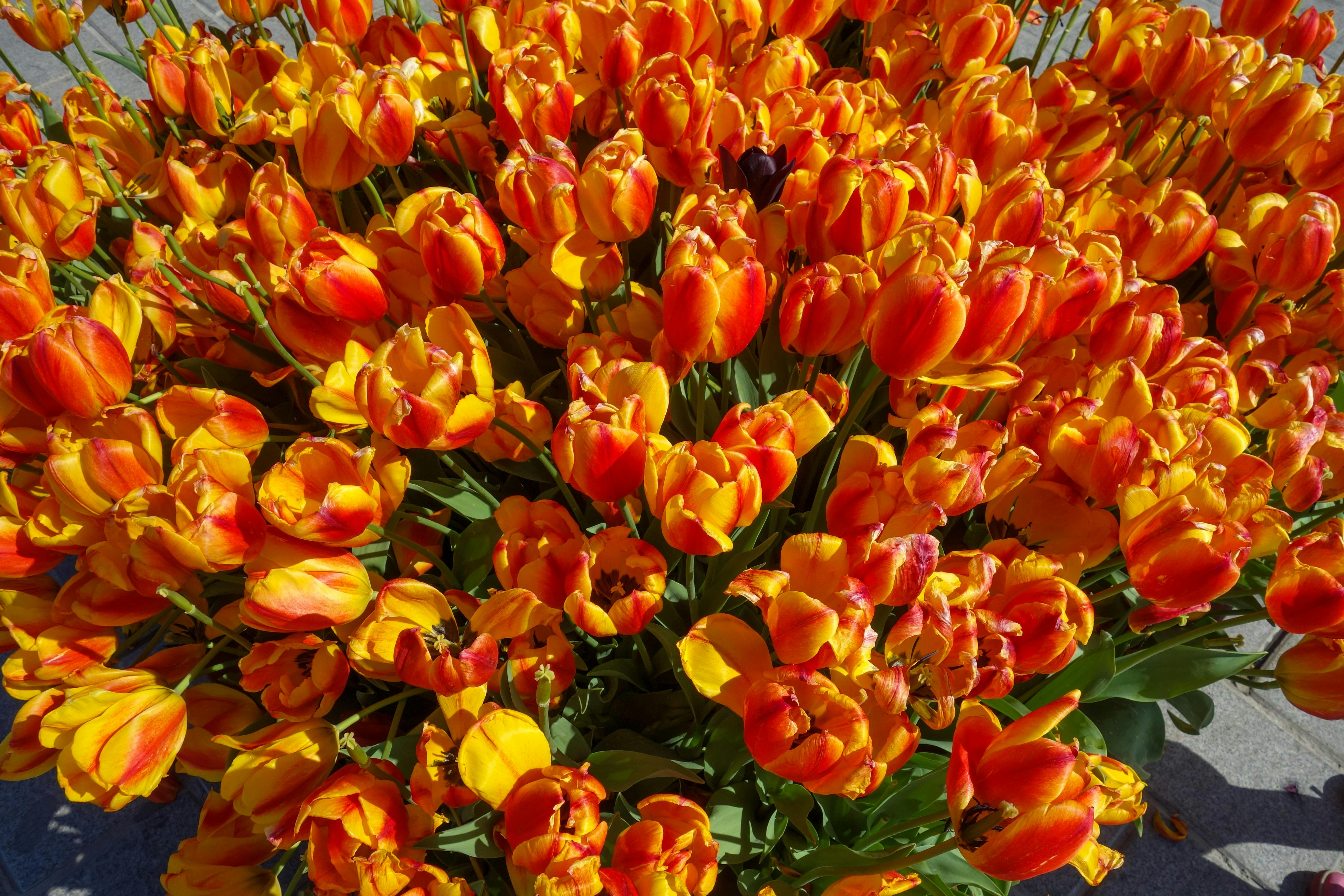 デスクトップの壁紙 明るい色 春の花の無料の写真素材