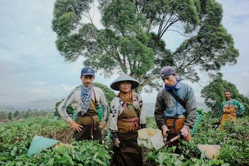 Foto profissional grátis de Ásia, chácara, cultivo
