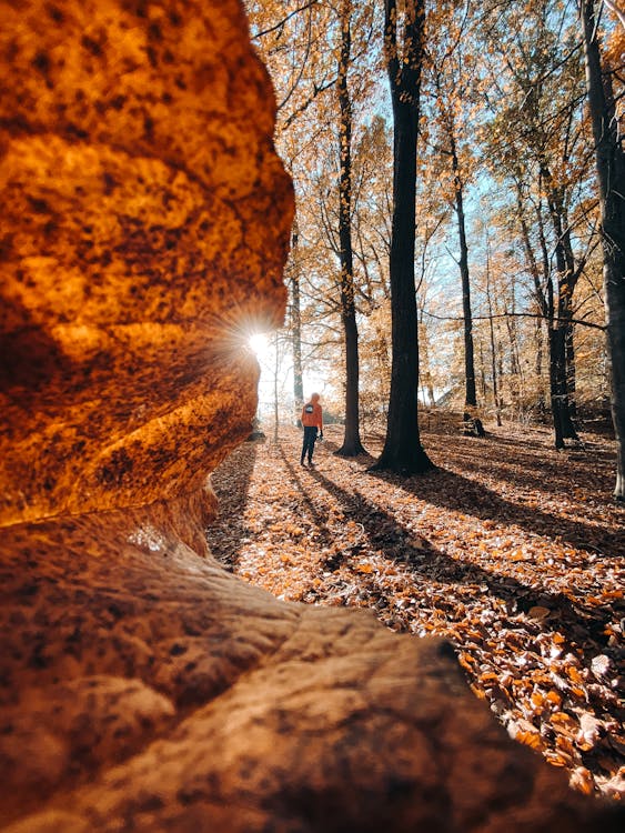 Foto profissional grátis de ao ar livre, árvores, declínio